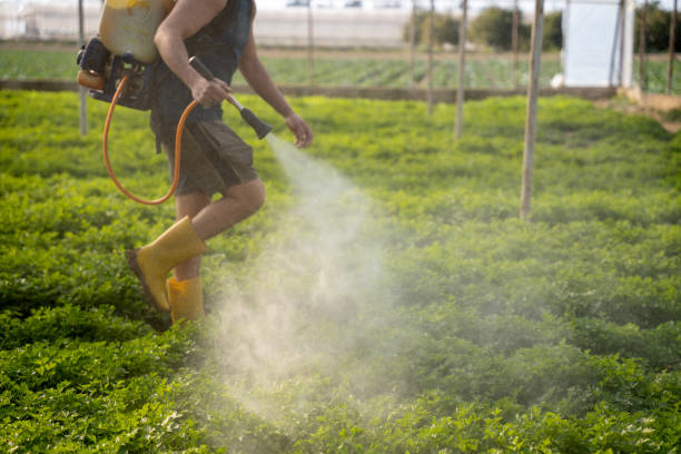 Best Pest Control Treatment  in Rockdale, TX