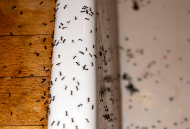 Best Affordable Pest Control Services  in Rockdale, TX