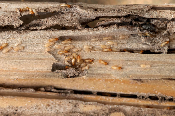 Reliable Rockdale, TX Pest Control Solutions